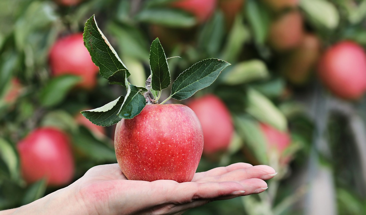 apple fruit tree