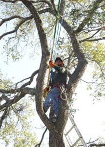 arborist services redbank